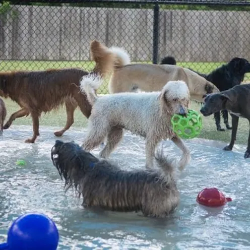 Dogs in pool holding green ball
